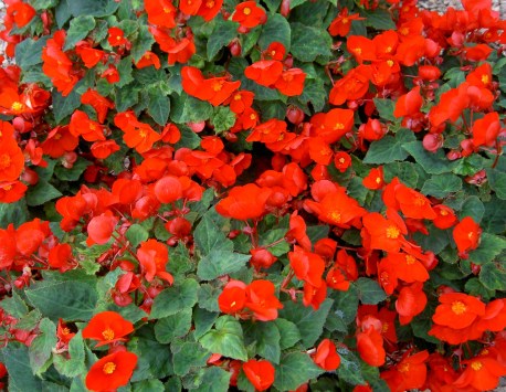 267 4th Aug PICT3574.JPG