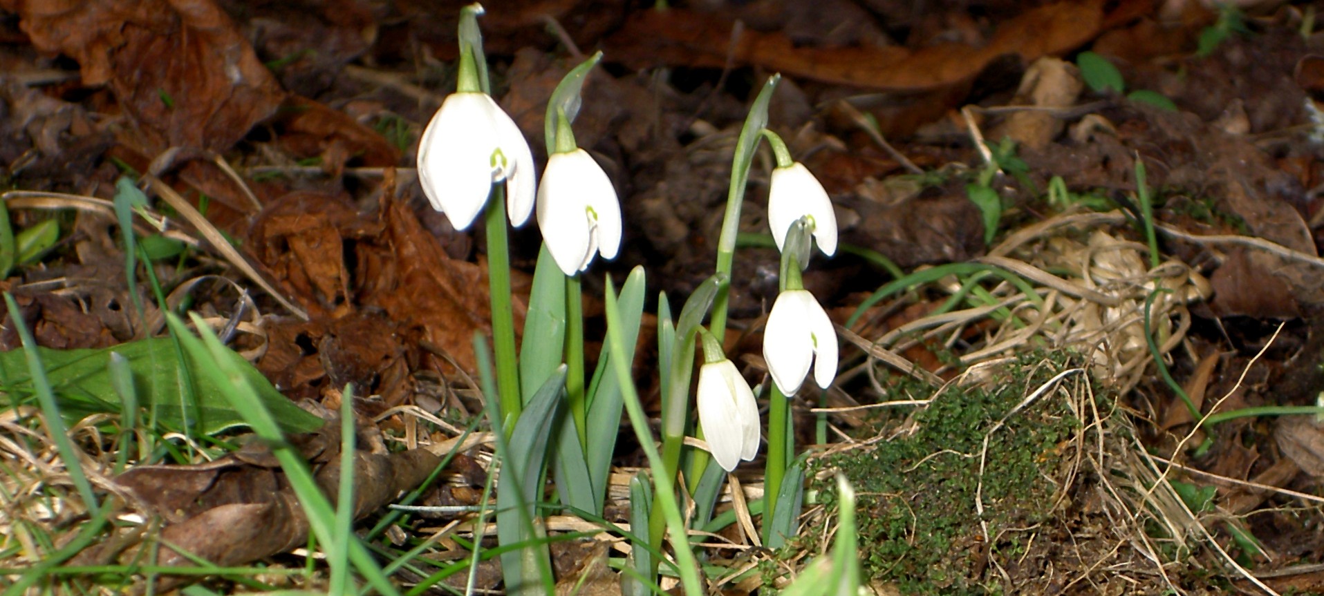 92-11th-feb-first-snowdrops-of-the-year