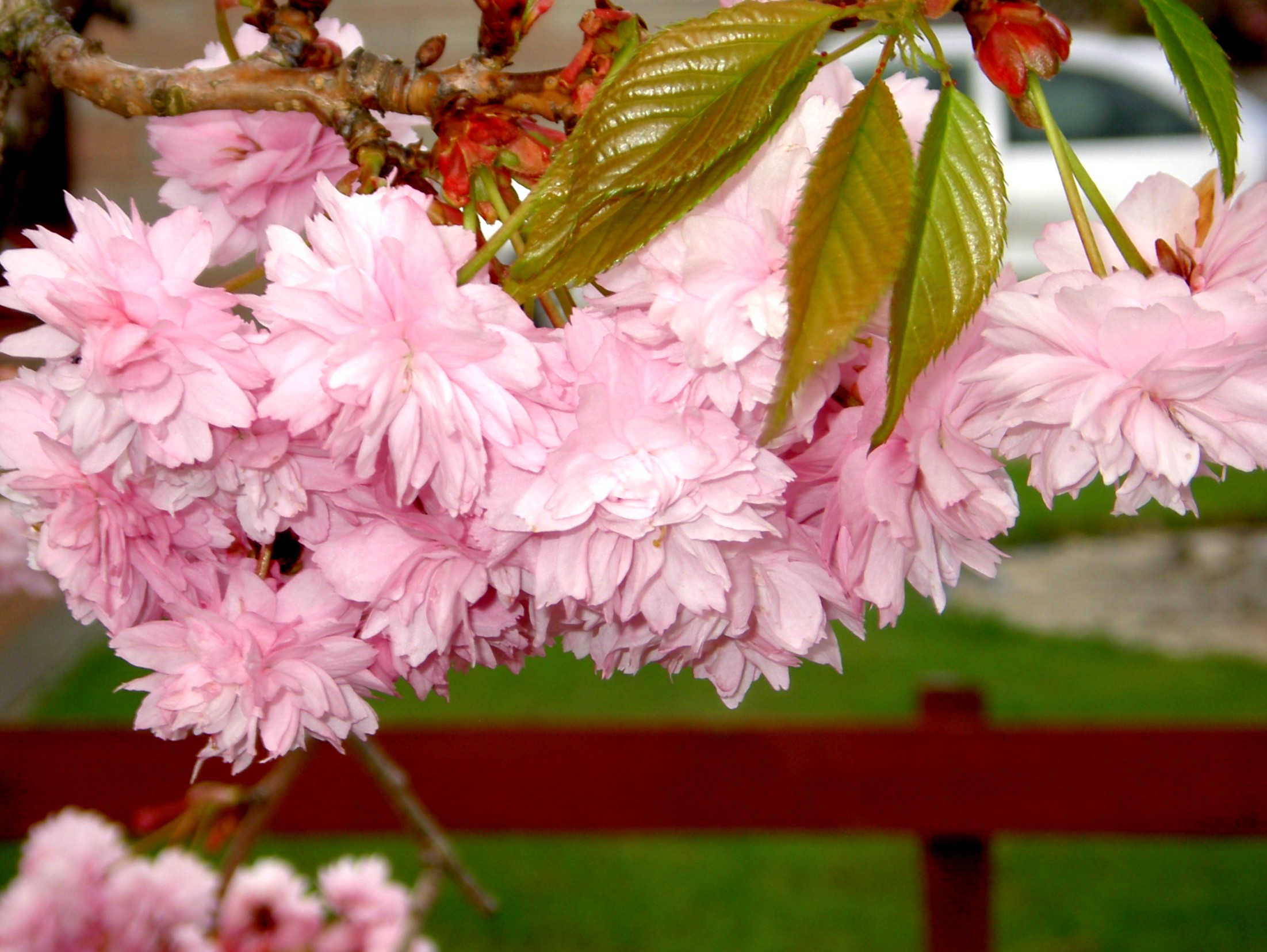 177 4th May Cherry blossom