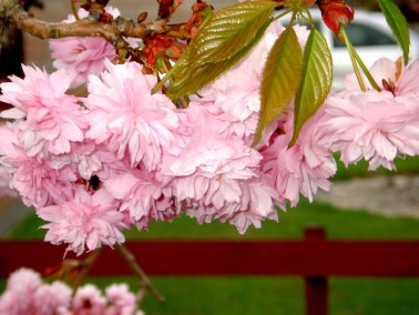 177 4th May Cherry blossom